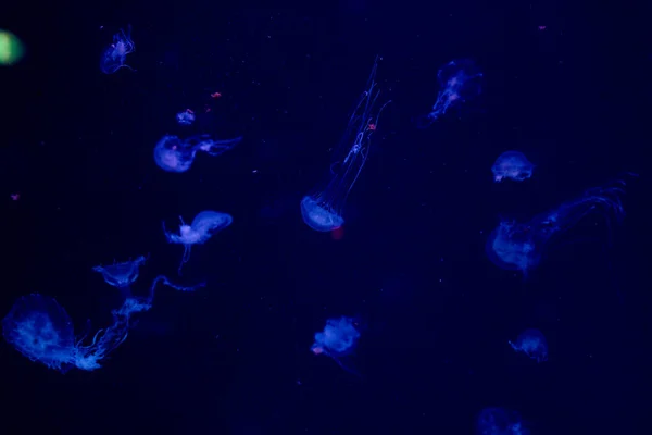 Medusas Noche — Foto de Stock