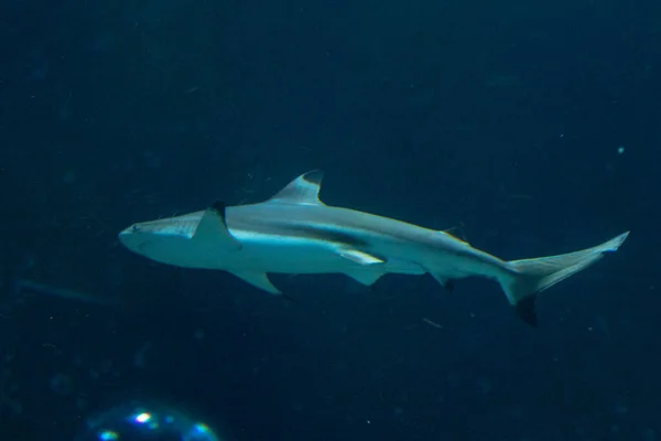 Žralok Plavající Hlubokém Modrém Oceánu — Stock fotografie