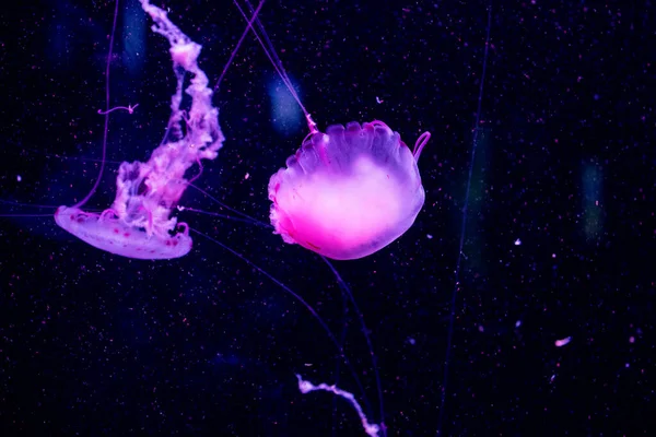Jellyfish Water Underwater Fauna — 图库照片