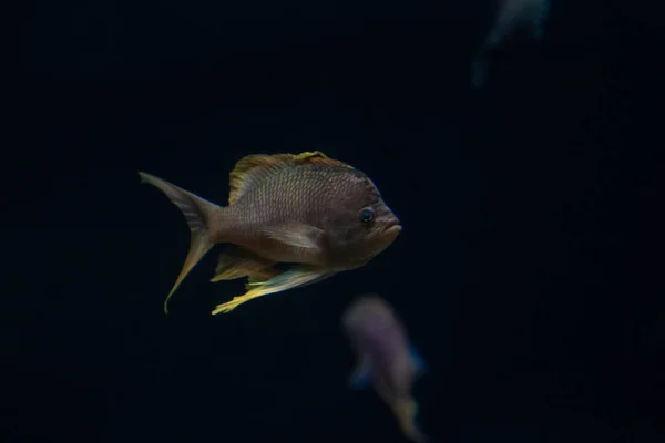 Balıkların Güzel Sualtı Dünyası — Stok fotoğraf