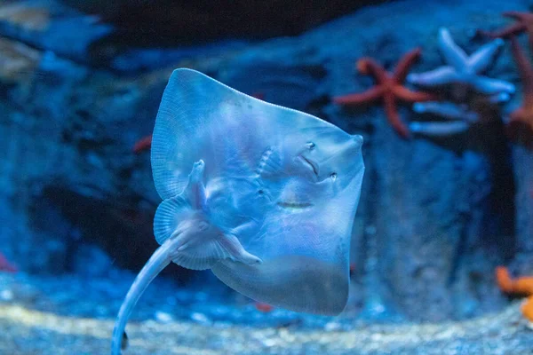 stock image blue shark ( carduooia carias ) in aquarium