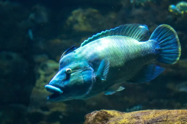 stock image a blue and white fish