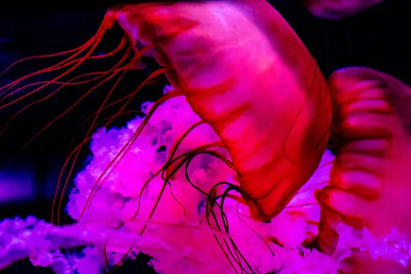 Medusas Acuario Acuáticas Bajo Agua — Foto de Stock