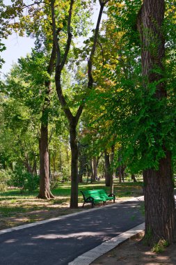 yeşil ağaçlar ve banklar Park