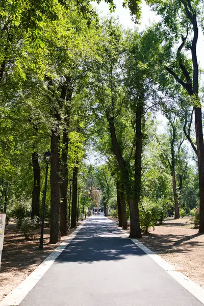 Der Weg Durch Den Park Mit Vielen Bäumen — Stockfoto