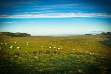 Arka planda koyun sürüsü olan güzel bir manzara.
