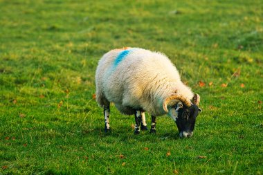 Koyun gün batımında çayırda otluyor..