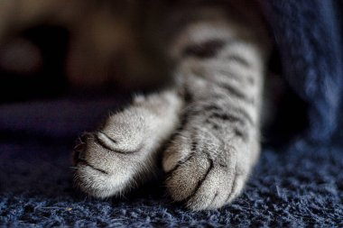 Kedinin ayaklarını kapat.