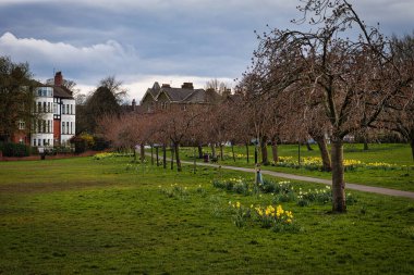 Çiçek açan nergis ve çıplak ağaçların olduğu sakin bir park sahnesi. Arka planda, Harrogate, Kuzey Yorkshire 'da bulutlu bir gökyüzünün altında dolambaçlı bir yol ve yerleşim evleri var..