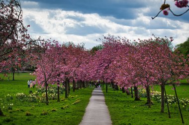 A scenic pathway lined with blooming cherry trees in a lush park, with people enjoying a leisurely walk. clipart