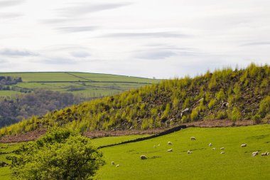 Yamaçta otlayan koyunlarla bezenmiş yemyeşil bir kırsal bölge manzarası. Yuvarlanan tepeler ve ormanlık bir alan..