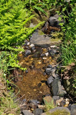 A small, clear stream flowing over rocks surrounded by lush green ferns and grass.