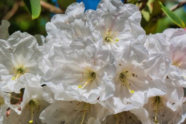 Close-up of white rhododendron flowers in full bloom with green leaves in the background.