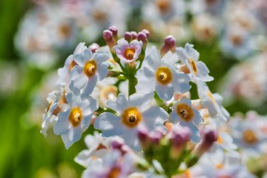 Close-up of white and yellow flowers with pink buds in a garden.