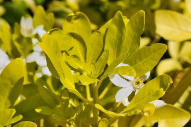 Close-up of green leaves with small white flowers in a garden.