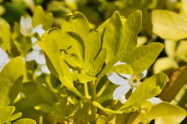 Close-up of green leaves with small white flowers in a garden. clipart