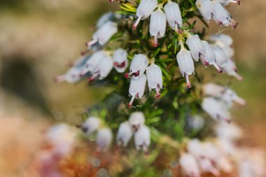 Close-up of white bell-shaped flowers with pink tips on a green stem, likely a type of heather or erica plant, with a blurred background.