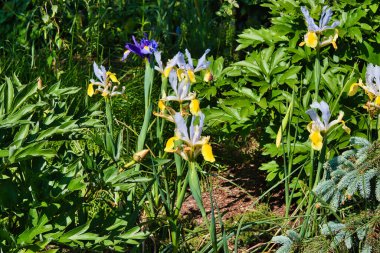A garden with blooming yellow and purple irises surrounded by green foliage.