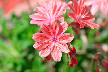 Close-up of vibrant pink flowers with green foliage in the background.