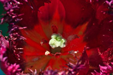Close-up of the inside of a red tulip flower showing its pistil and stamens.