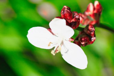 Close-up of a white flower with red buds against a green blurred background.