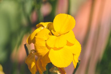Yumuşak, bulanık arkaplanı olan canlı sarı çiçeğe yakın plan.