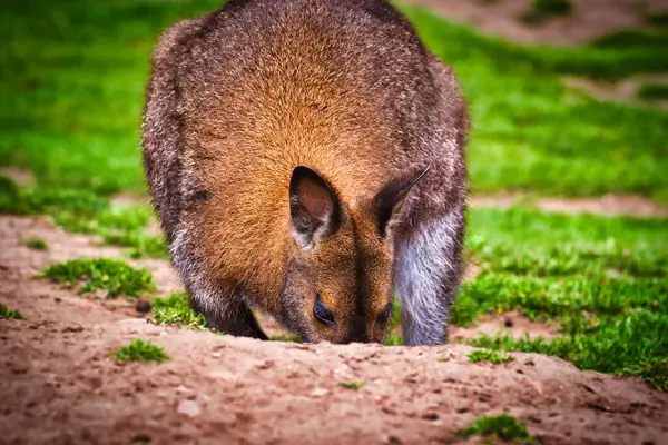 Doğal bir ortamda otlanan bir valabiye yakın plan. Wallaby kahverengi tüylüdür ve yemeye odaklıdır..