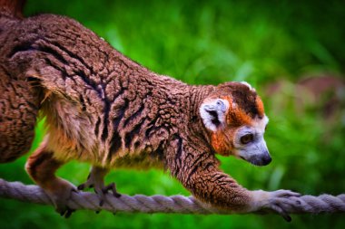 Yeşil bulanık bir arka planı olan, ipte yürüyen bir lemur resmi..