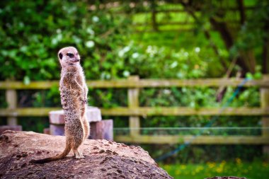 Bulanık yeşil arka planı olan bir kayanın üzerinde dimdik duran bir mirket..