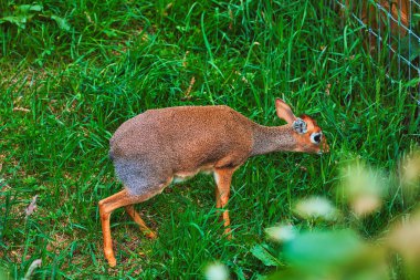 A dik-dik antelope grazing on green grass in a fenced area. The animal has a small, slender body with a reddish-brown coat and large eyes. clipart
