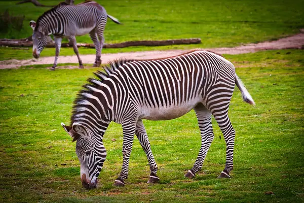 Arka planda toprak bir patika olan otlak bir alanda otlayan iki zebra..