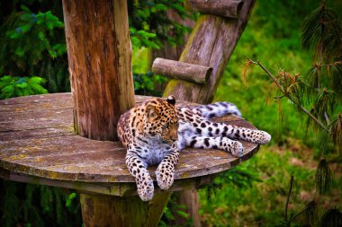 Ağaçlar ve yapraklarla çevrili yemyeşil bir ortamda ahşap bir platformda dinlenen bir leopar..