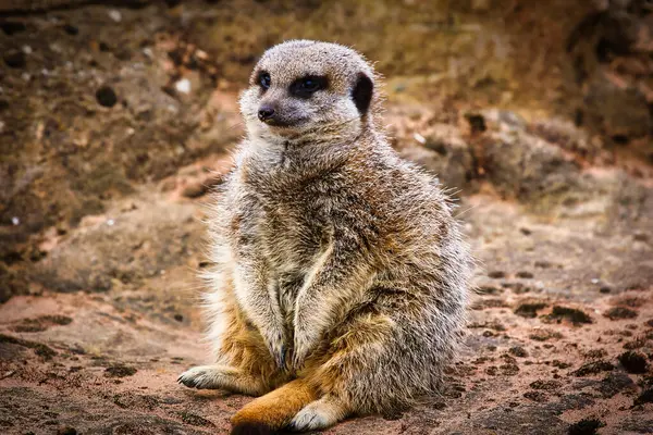 Bir mirket, arka ayakları üzerinde kayalık bir zeminde oturuyor..