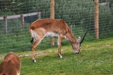 Kahverengi bir antilop, arka planda çitle çevrili kapalı bir alanda otlayan eğri boynuzlu bir antilop..