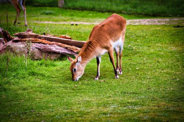 Arka planda düşen kütüklerle yeşil çimlerde otlayan bir geyik..