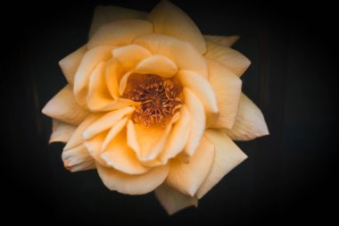 Close-up of a single yellow rose in full bloom against a dark background. clipart