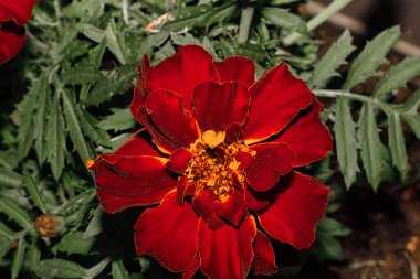 Close-up of a vibrant red marigold flower with green leaves in the background. clipart