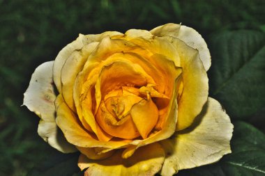 Close-up of a yellow rose in full bloom with dark green leaves in the background. clipart
