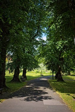 Güneşli bir günde kenarlarında banklar olan yemyeşil ağaçların gölgelediği sakin bir park yolu..