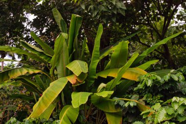 Büyük muz yaprakları ve yoğun tropikal bitkiler içeren yemyeşil yapraklar canlı bir orman atmosferi yaratıyor..