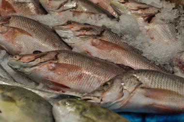 Fresh fish displayed on ice at a seafood market, showcasing their shiny scales and natural colors. clipart