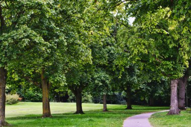 A serene park scene featuring a pathway lined with lush green trees. The trees provide a canopy of leaves, creating a peaceful atmosphere. The grass is vibrant and well-maintained, inviting visitors to stroll or relax. clipart