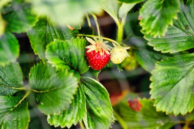 Yeşil yaprakların arasına yerleştirilmiş olgun bir çileğin yakın plan görüntüsü canlı kırmızı rengini ve küçük tohumlarını sergiliyor. Çileğin tazeliğini vurgulayan arkaplan yaprakları bulanıklaştı.