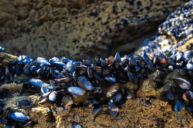 Siyah midye kümeleriyle kaplı kayalık bir yüzeye yakından bakmak. Midyeler sıkıca bir araya toplanmış, parlak kabuklarını ve çeşitli mavi ve siyah tonlarını sergiliyorlar. Arka planda bir kıyı şeridini işaret eden kayalık bir kıyı şeridi yer alıyor.