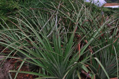 Uzun, dikenli yeşil yapraklı yoğun bir aloe vera bitkisi kümesi. Bitkiler yemyeşil yeşilliklerle çevrili doğal bir doğa ortamında gelişiyorlar..