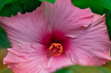 Yeşil yapraklarla çevrili canlı bir merkezi ve narin taç yaprakları olan pembe bir amber çiçeğinin yakın plan görüntüsü..