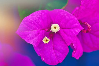 Ortasında küçük beyaz çiçekleri olan canlı morumsu bougainvillea çiçeklerine yakın plan, bulanık bir arkaplan üzerine kurulmuş..