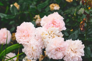 Çiçek açmış, yemyeşil yapraklarla çevrili bir grup pembe gül. Bazı çiçekler solmanın çeşitli aşamalarındadır. Sahneye doku katar..
