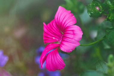Zarif, dalgalı yaprakları olan canlı pembe bir çiçeğin yakın plan görüntüsü. Arkaplanda yeşil yapraklar ve mavi çiçeklerin ipuçları var. Renkli bir bahçe sahnesi oluşturuyor..