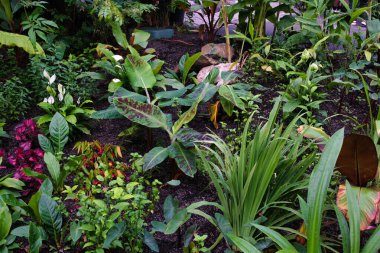 Büyük yeşil yapraklar, renkli yapraklar ve canlı çiçekler de dahil olmak üzere çeşitli tropikal bitkilerle dolu yemyeşil bir bahçe. Manzara, iyi korunmuş bir arazide bitki yaşamının zengin bir çeşitliliğini gösteriyor..